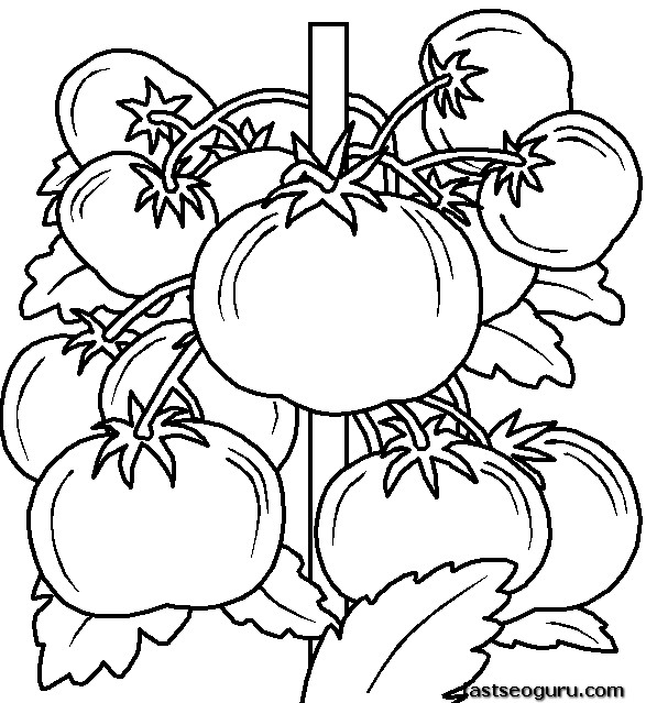 Printable vegetable Tomatos coloring page